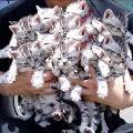 В США пройдет кошачий кинофестиваль В США пройдет кошачий кинофестиваль