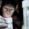 «Восстание планеты обезьян» выходит на российские экраны «Восстание планеты обезьян» выходит на российские экраны